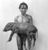 Dajak met varken tijdens expeditie 1909