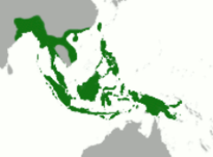 Het tropisch regenwoud in Azië