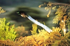 paradijsvogel met lange staart (drie keer zijn lengte)