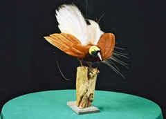 paradijsvogel uit collectie Moluks Museum 