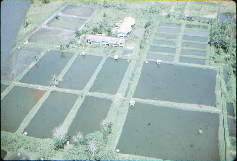 BD/37/226 -
Lake Sentani: fishponds
