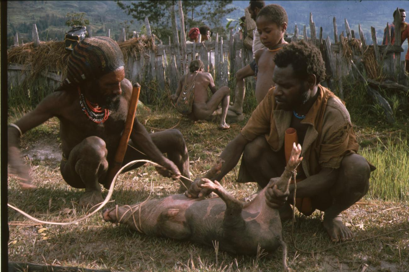 BD/166/103 -
Catching domesticated pigs