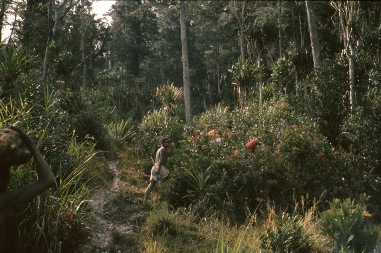 BD/166/335 -
Papua men in the bushes