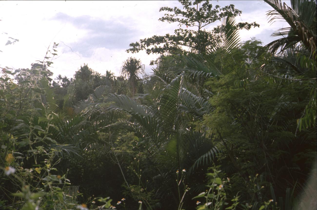 BD/166/348 -
Dense vegetation