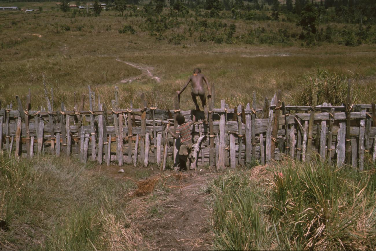 BD/166/375 -
Wattle fence