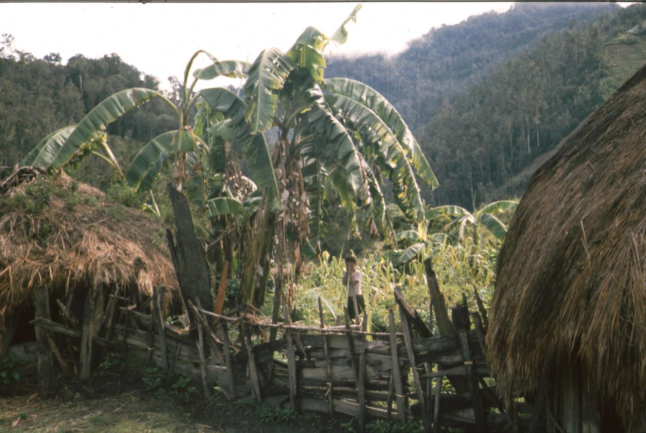 BD/166/412 - 
Banana tree between huts
