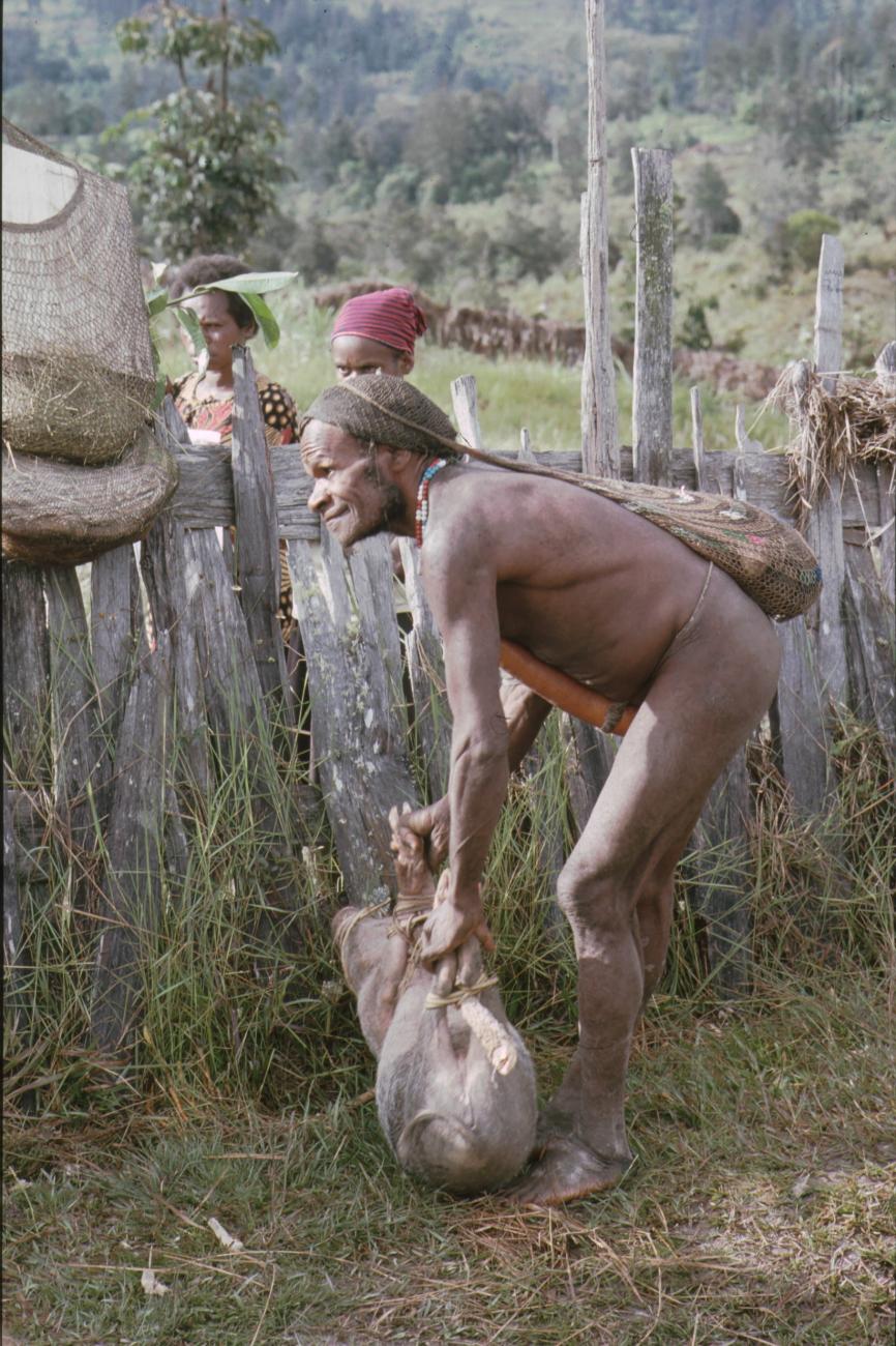 BD/166/414 -
Papua man with gagged pig