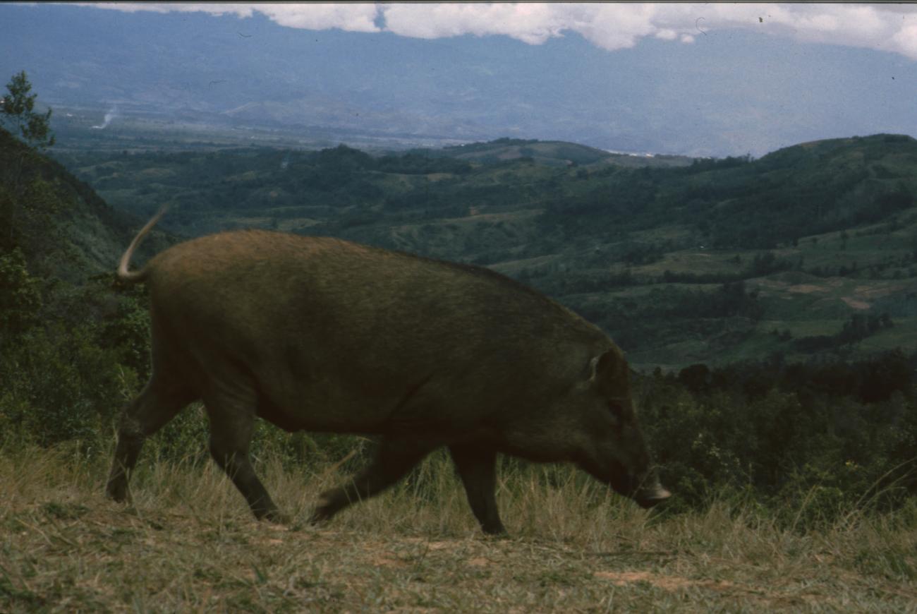 BD/166/420 -
Wild boar running free