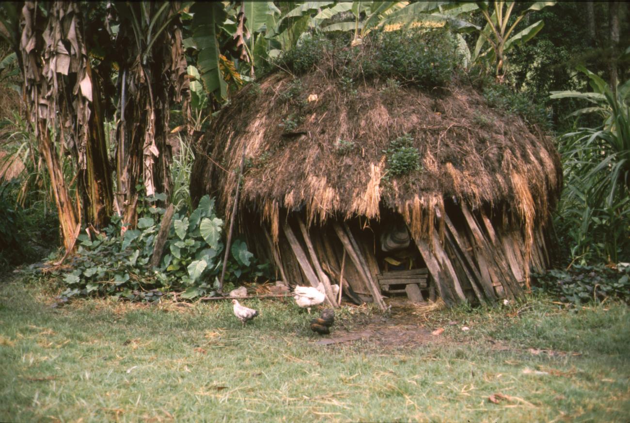 BD/166/423 -
Grass hut with chickens