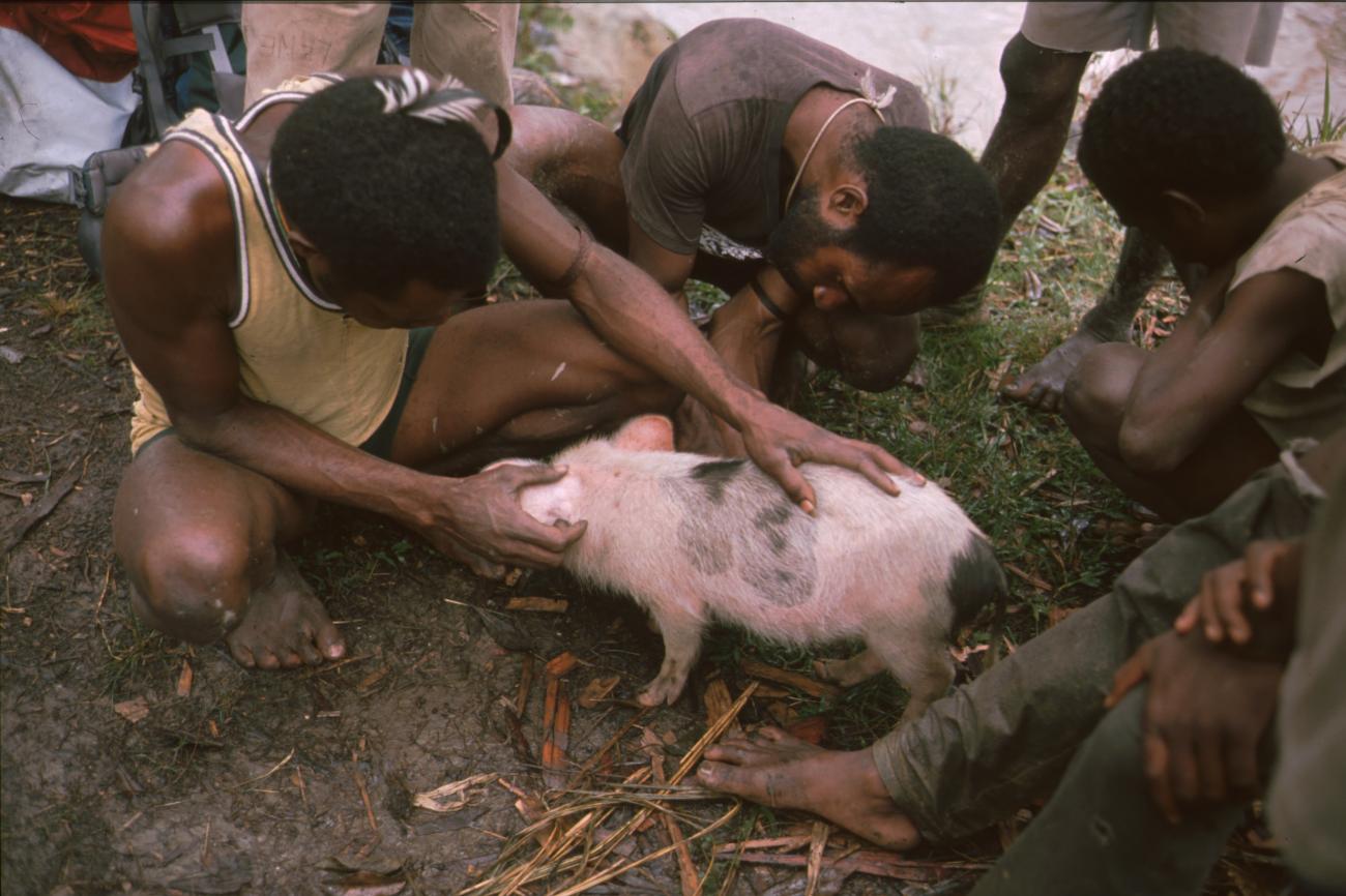 BD/166/427 -
Young pig near the suspension bridge
