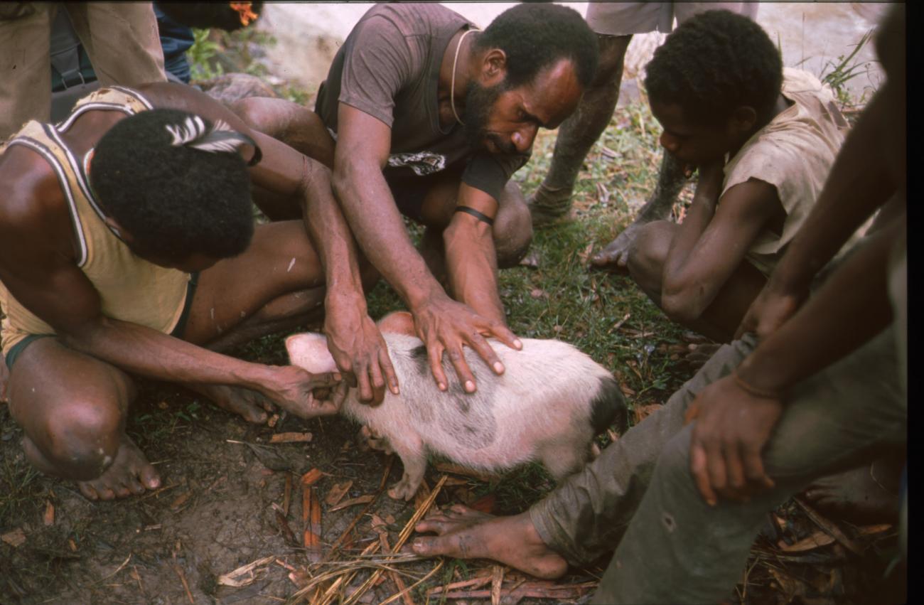BD/166/427 -
Young pig near the suspension bridge