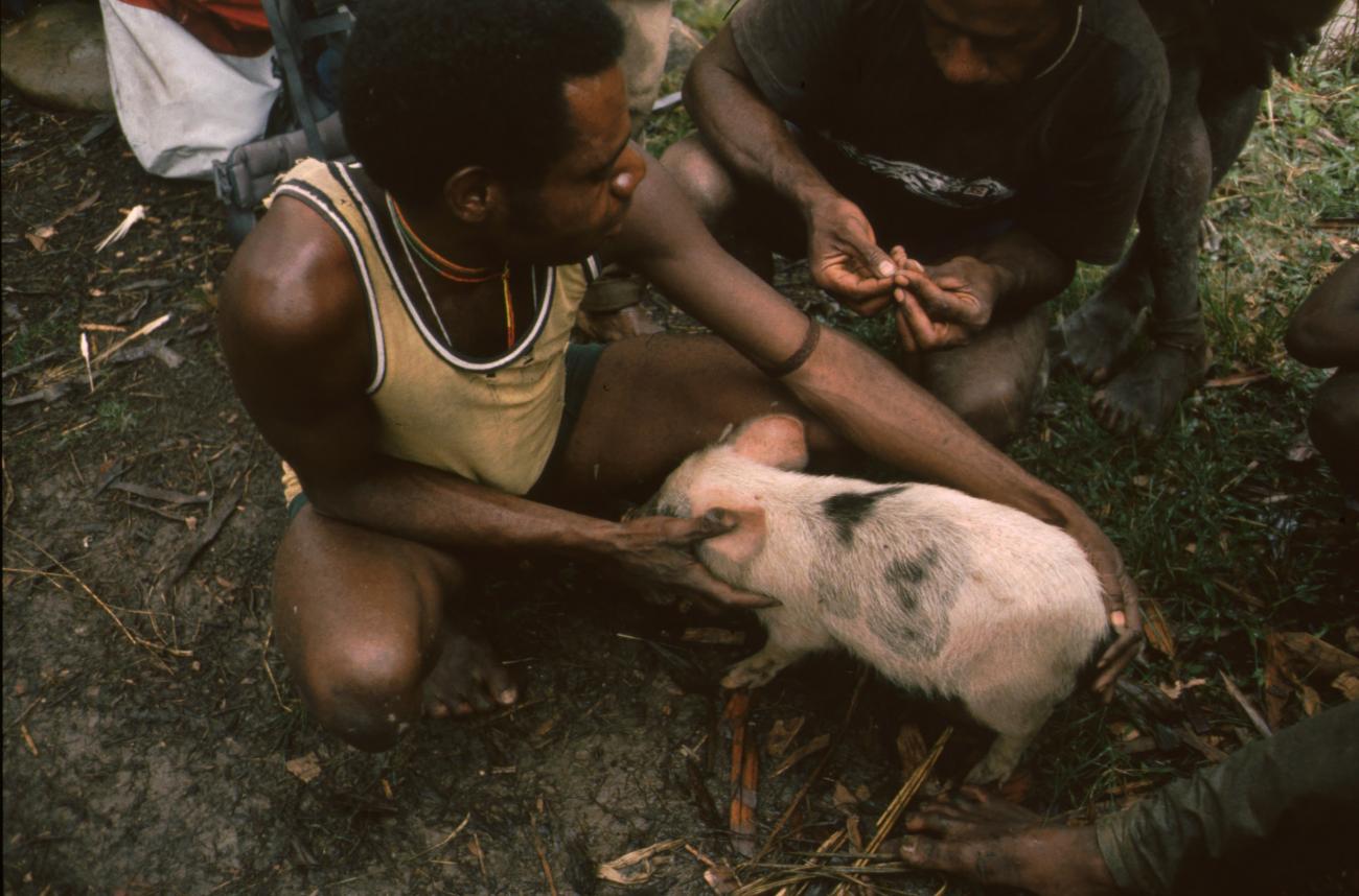BD/166/427 -
Young pig near the suspension bridge