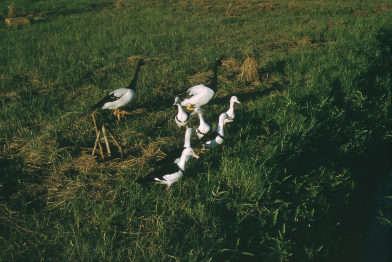 BD/209/3063 -
Vogels op het veld