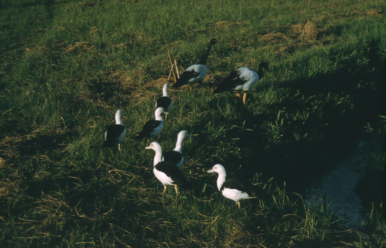 BD/209/3064 -
Vogels op het veld