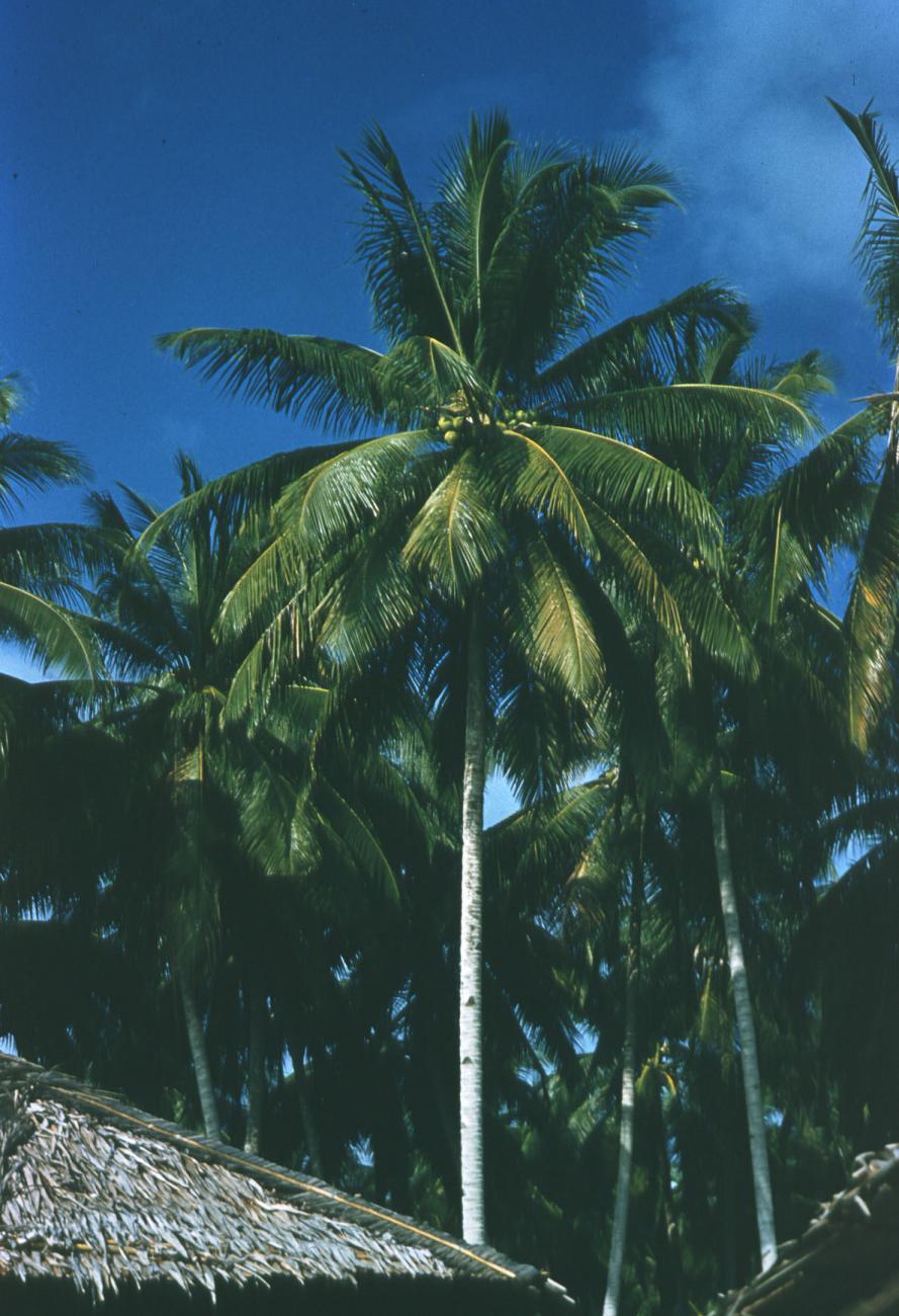BD/209/4007 -
Cocosplantage