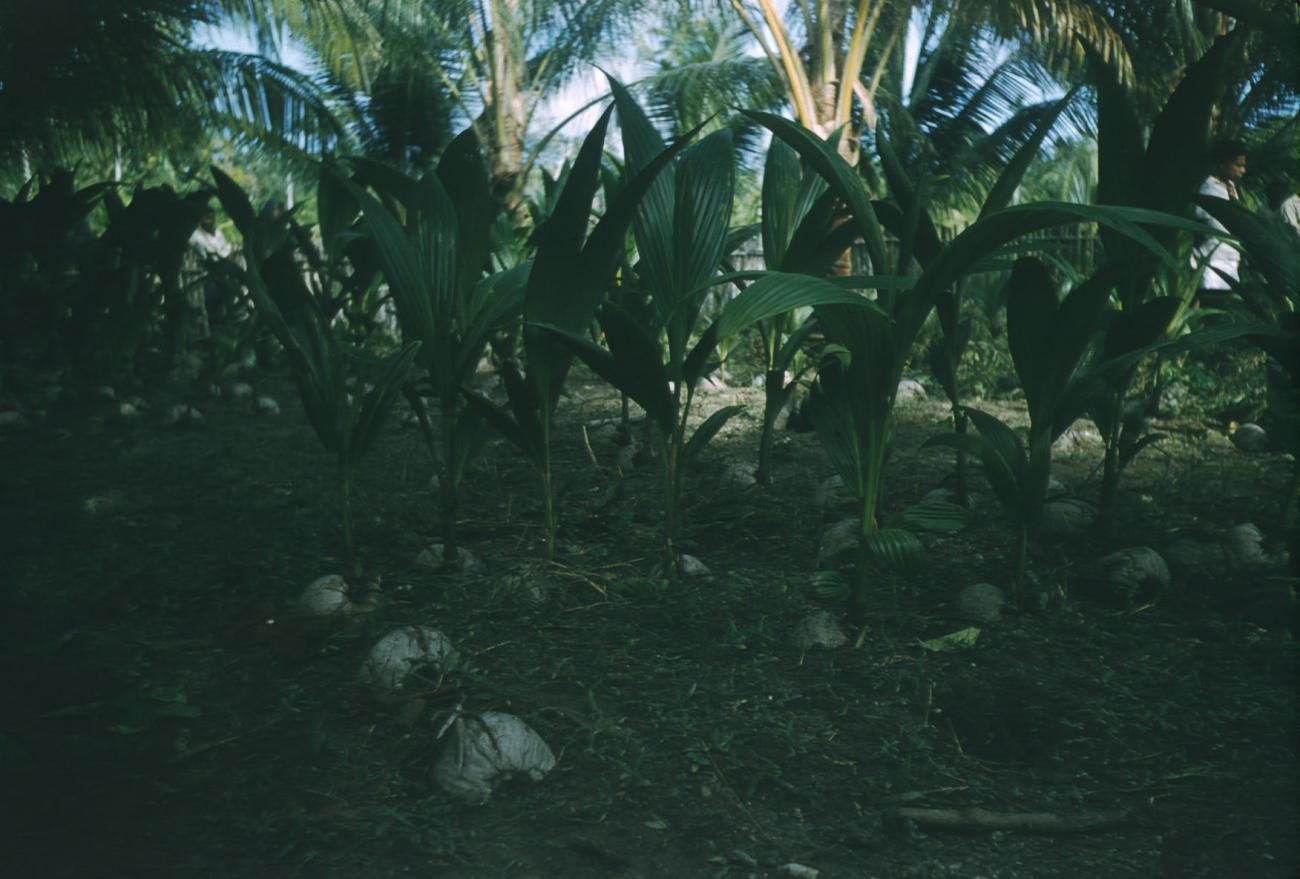 BD/209/4017 -
Cocosplantage