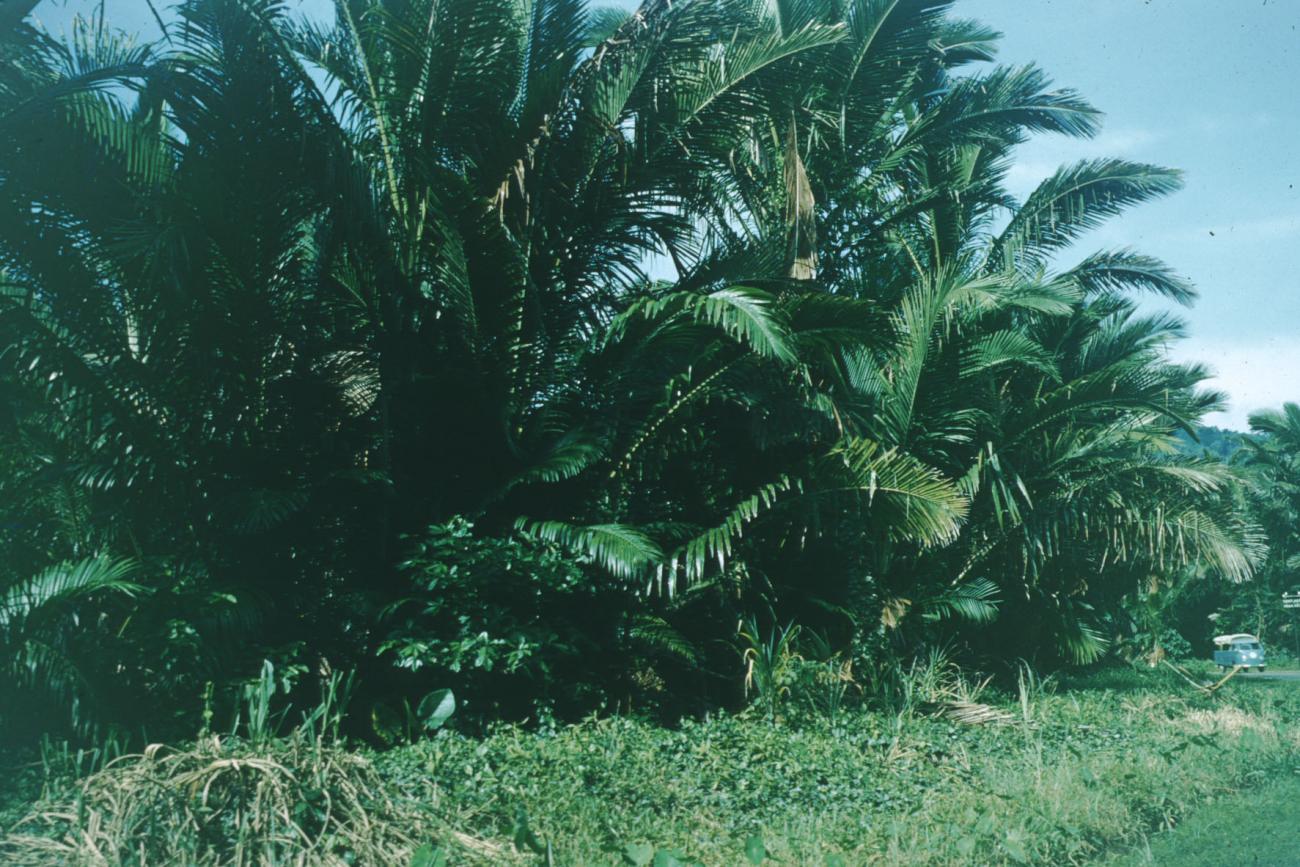 BD/209/4065 -
Sago-cultures