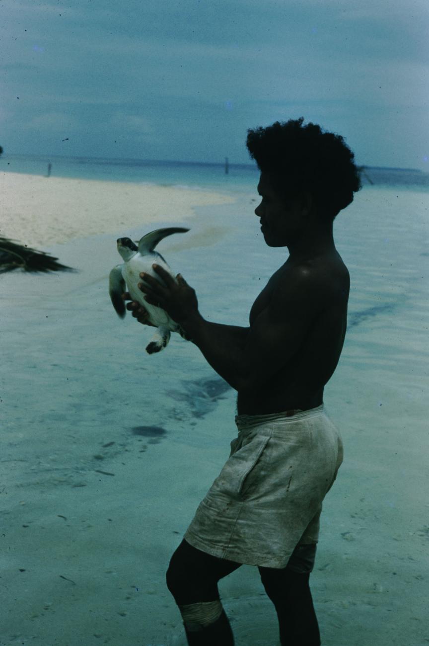 BD/209/7035 -
Zeeschildpadden