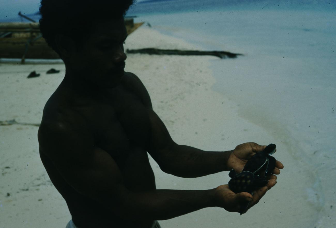 BD/209/7036 -
Zeeschildpadden