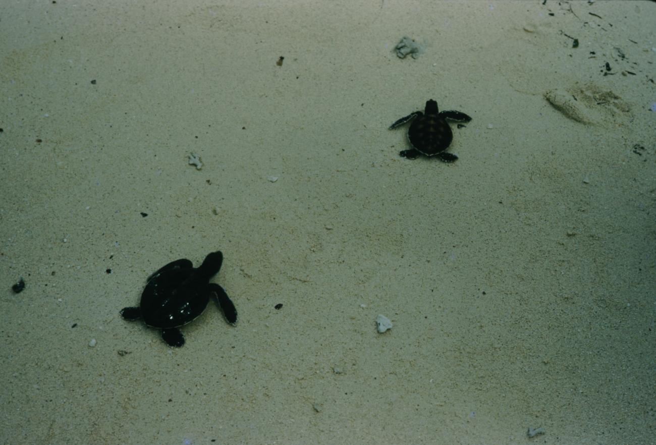 BD/209/7037 -
Zeeschildpadden