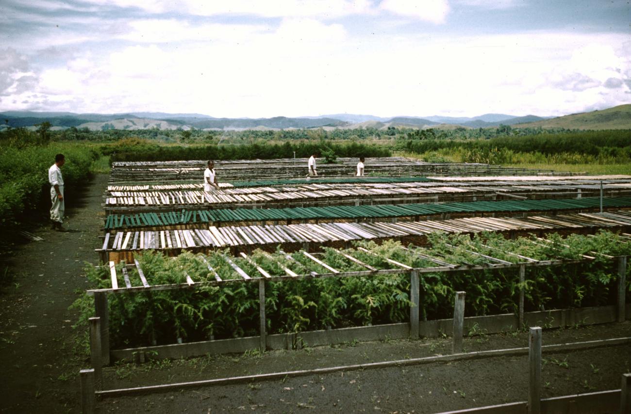 BD/209/8131 - 
Plantage voor kweken van jonge aanplant
