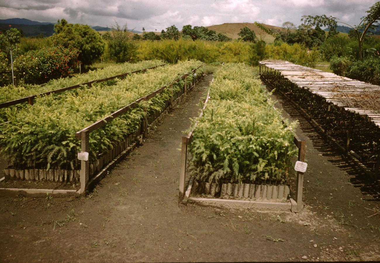 BD/209/8132 - 
Plantage voor kweken van jonge aanplant
