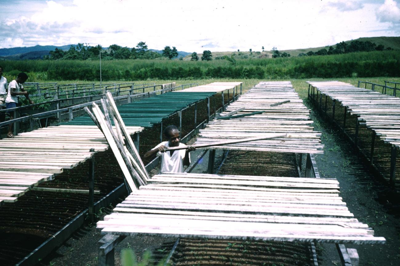 BD/209/8135 - 
Plantage voor kweken van jonge aanplant
