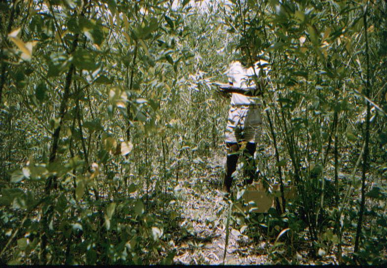 BD/209/9005 - 
Plantage voor kweken van jonge aanplant
