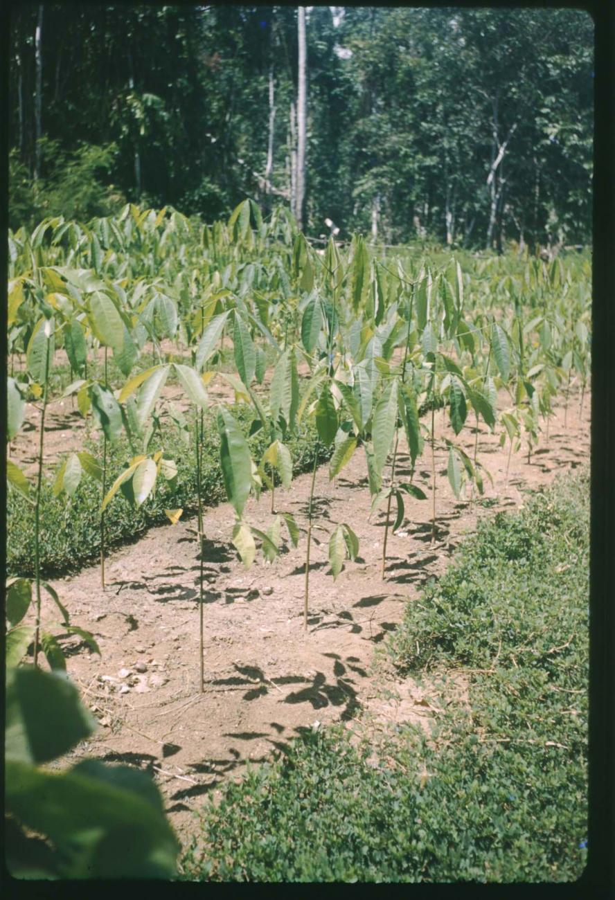 BD/209/9051 - 
Plantage voor kweken van jonge aanplant
