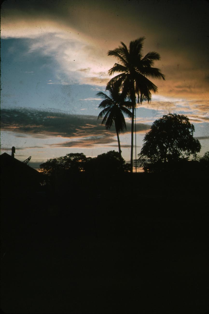 BD/288/46 - 
Bomen bij zonsondergang in Merauke
