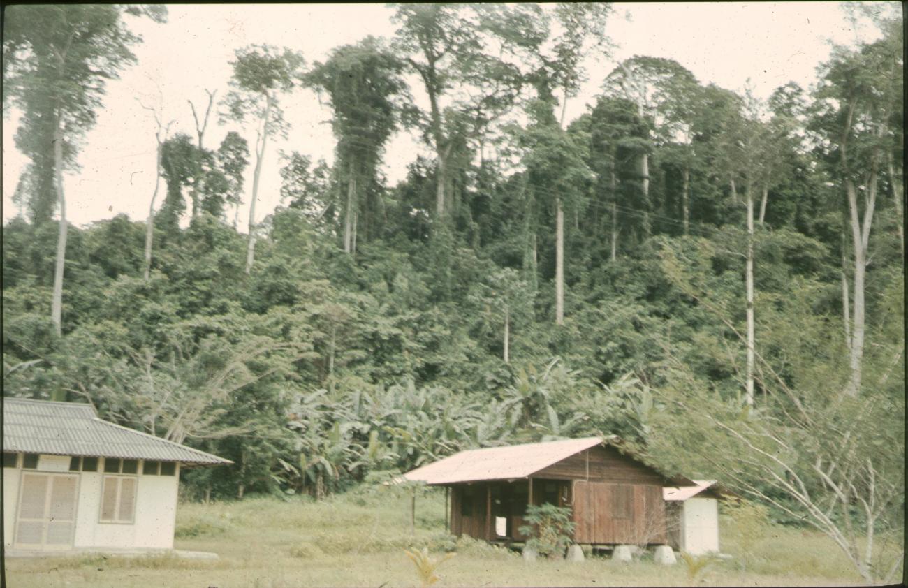BD/144/632 - 
Twee kleine westerse gebouwen, jungle op achtergrond
