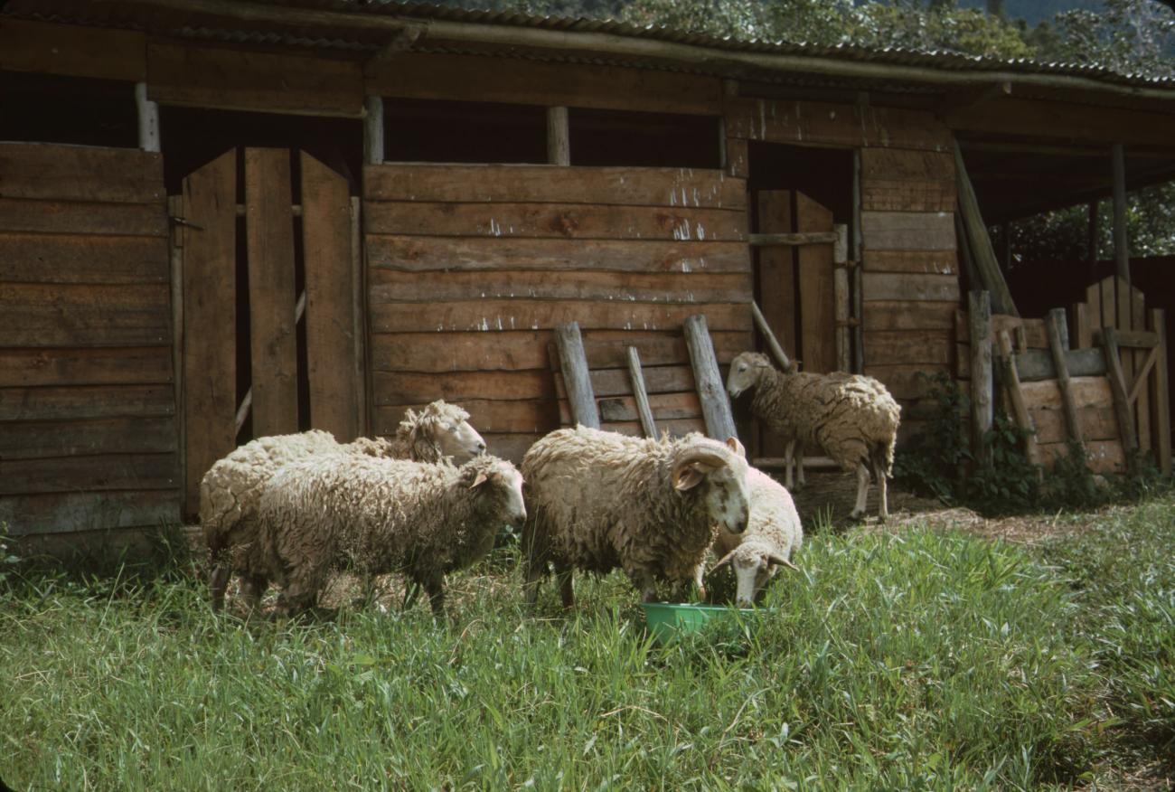 BD/132/164 -
schapen