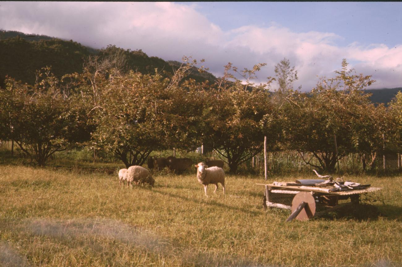 BD/132/165 -
schapen