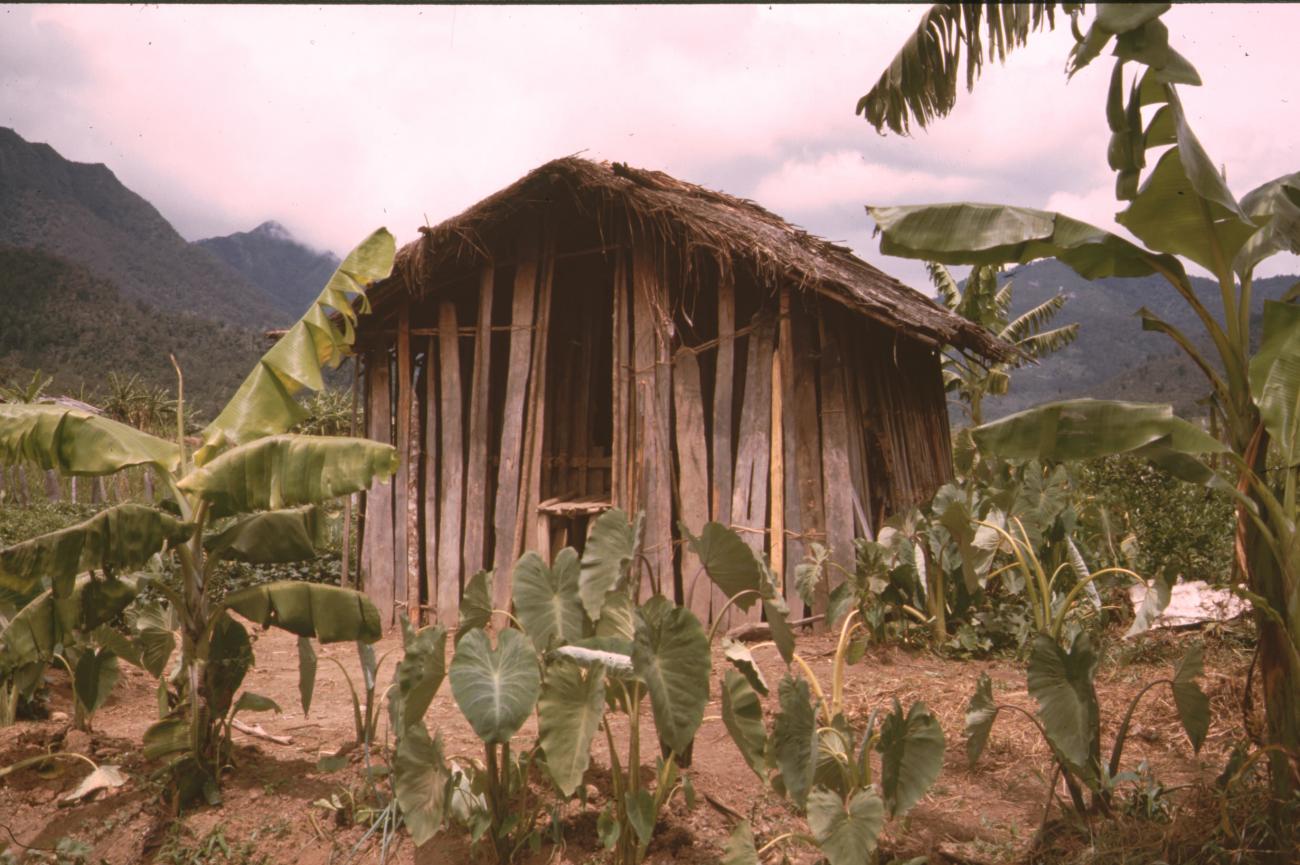 BD/132/167 -
houten hut tussen bananenplanten
