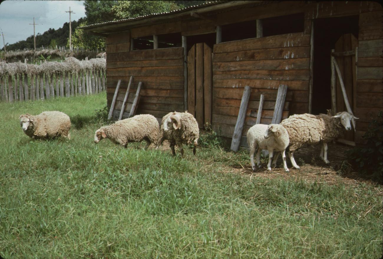 BD/132/195 -
schapen voor een schuur