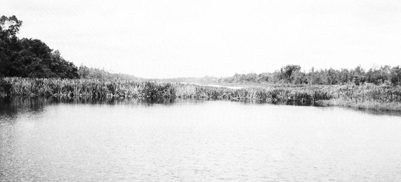 BD/133/245 -
Vegetation