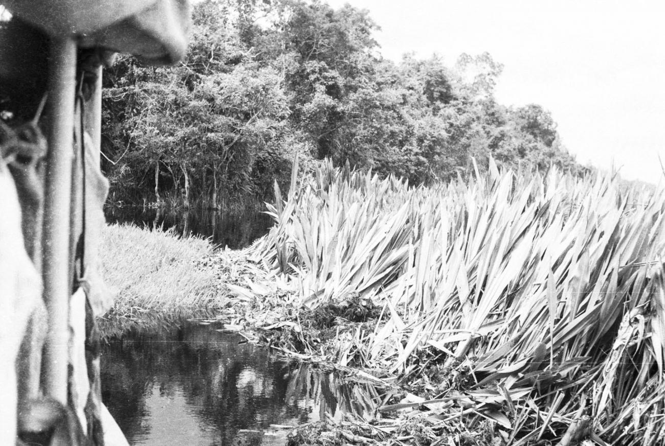 BD/133/246 -
Reed
