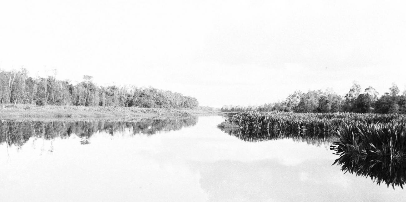 BD/133/278 - 
Opname van de rivier met rietbegroei
