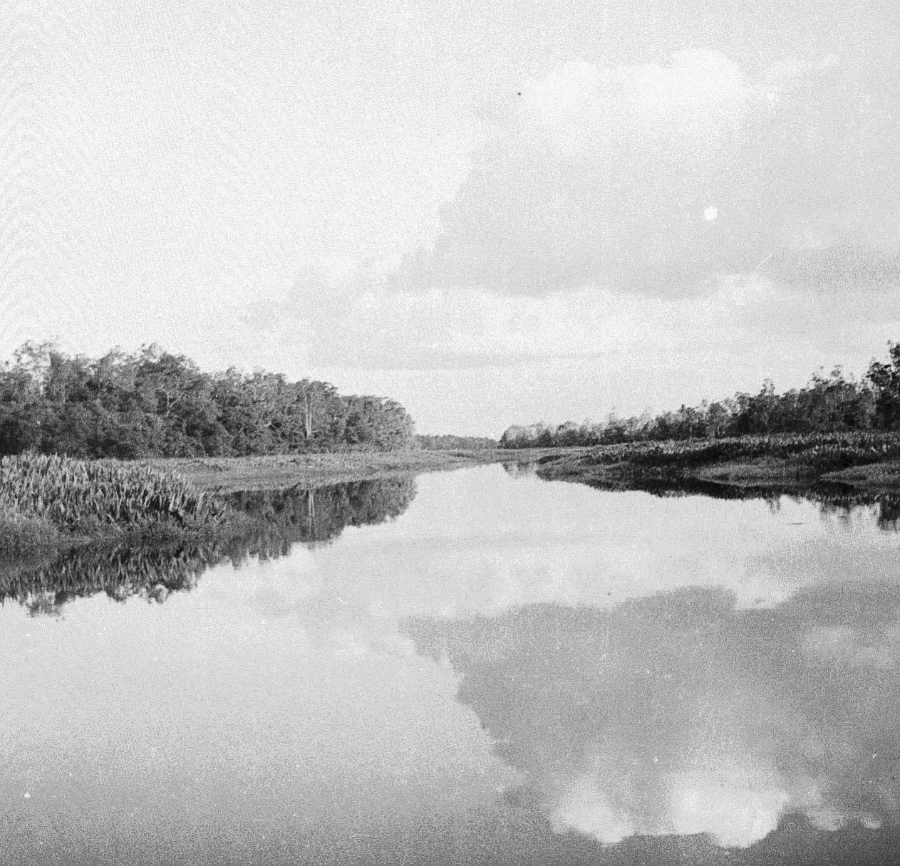 BD/133/279 - 
Opname van de rivier met rietbegroei

