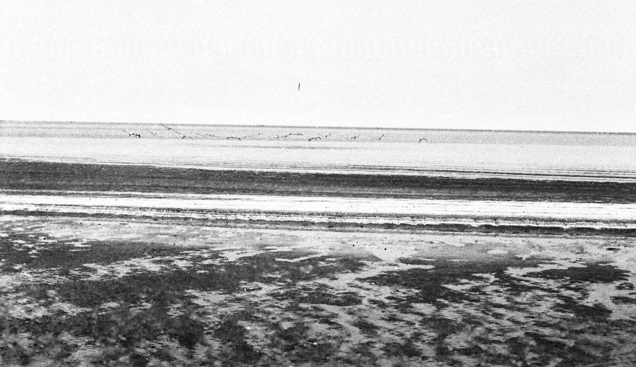 BD/133/368 - 
Vliegende vogels aan het strand
