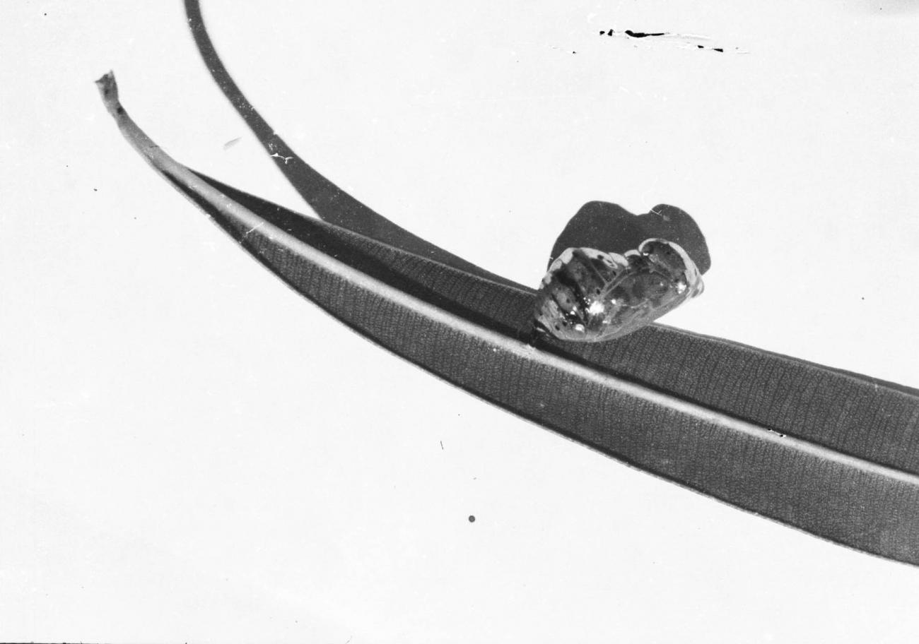 BD/133/531 - 
Cocon van toekomstige vlinder aan een blad????
