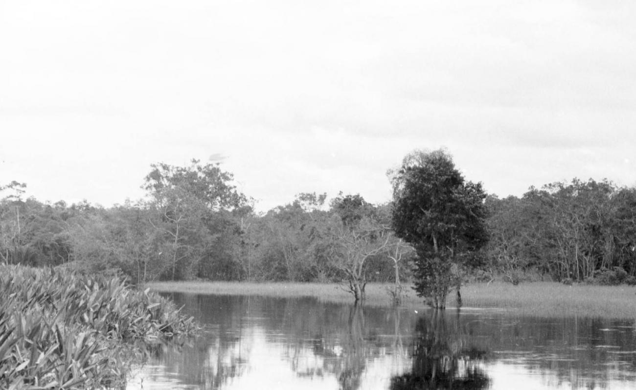 BD/133/60 -
Tocht Merauke-Kapi: Uitzicht over de rivier