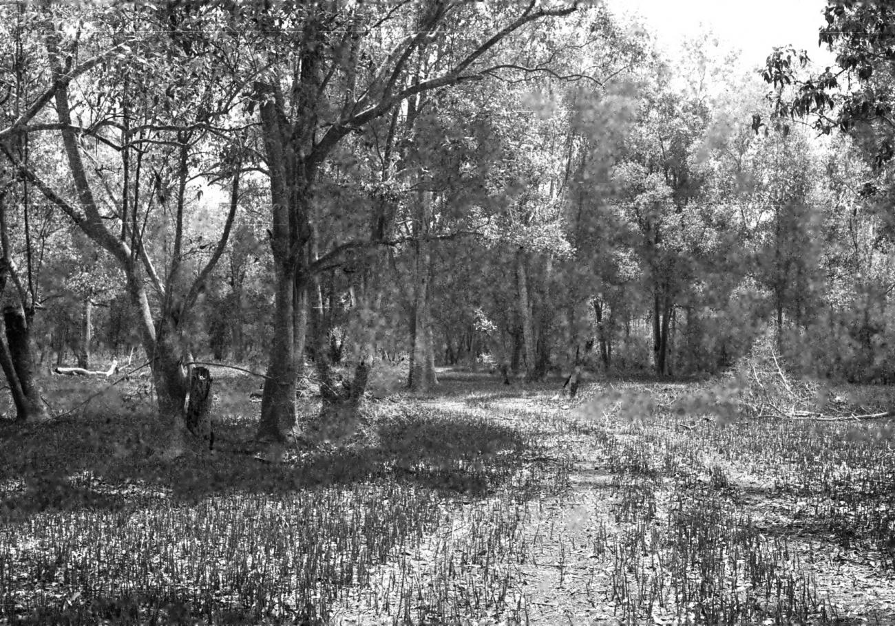 BD/133/614 - 
Landschapsopname van het bos
