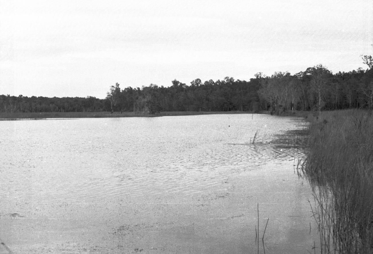 BD/133/652 - 
Zicht op rivieroever met riet en oerwoud
