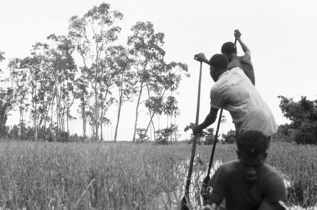 BD/133/673 - 
Prauw varend door het riet, zicht vanuit prauw, Papoea-mannen met peddels op de voorgrond
