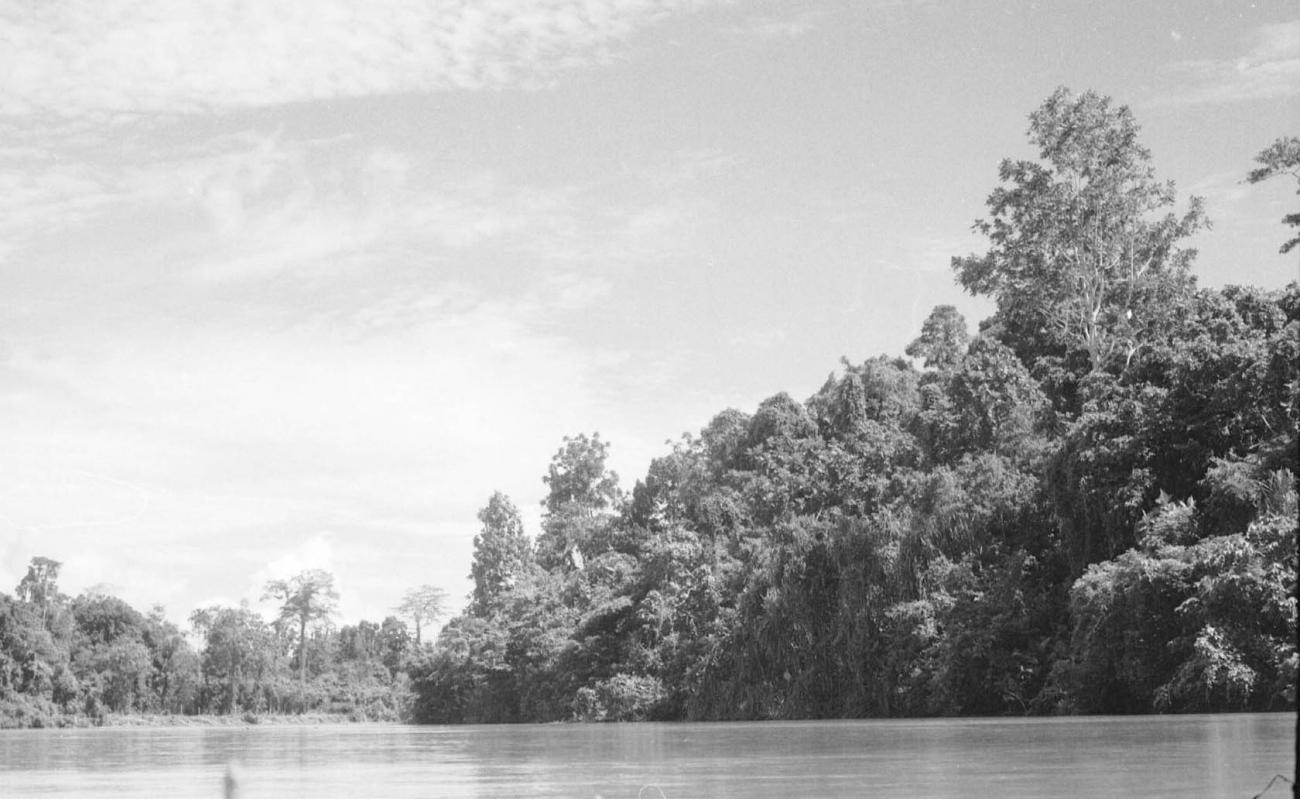 BD/133/78 - 
Sarmi-Hollandia: River with dense vegetation on the shore
