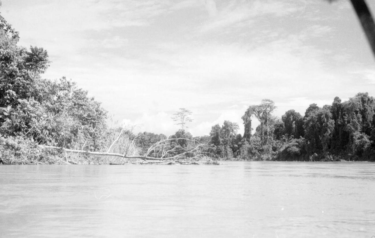 BD/133/79 -
Sarmi-Hollandia: Opname van de rivier met omgevallen boom