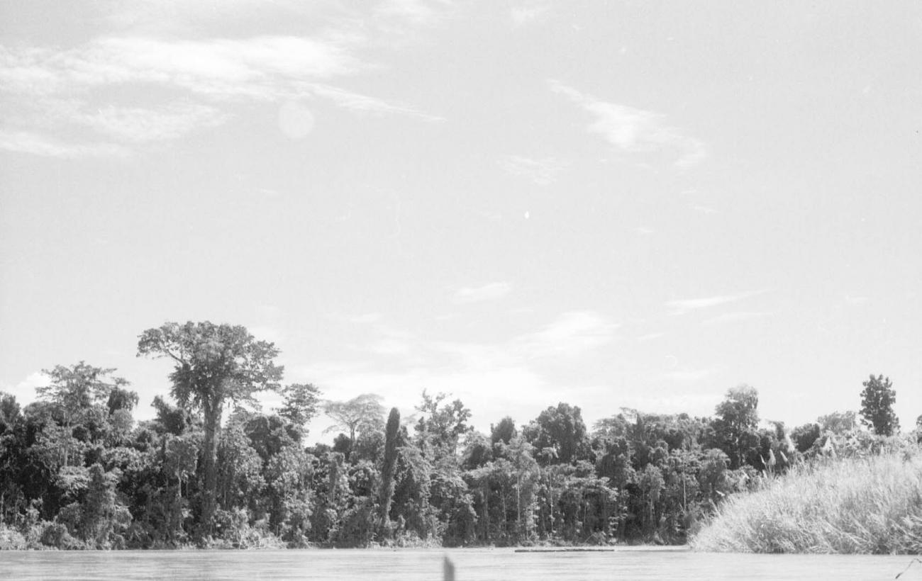BD/133/81 -
Sarmi-Hollandia: Bomen langs de oever
