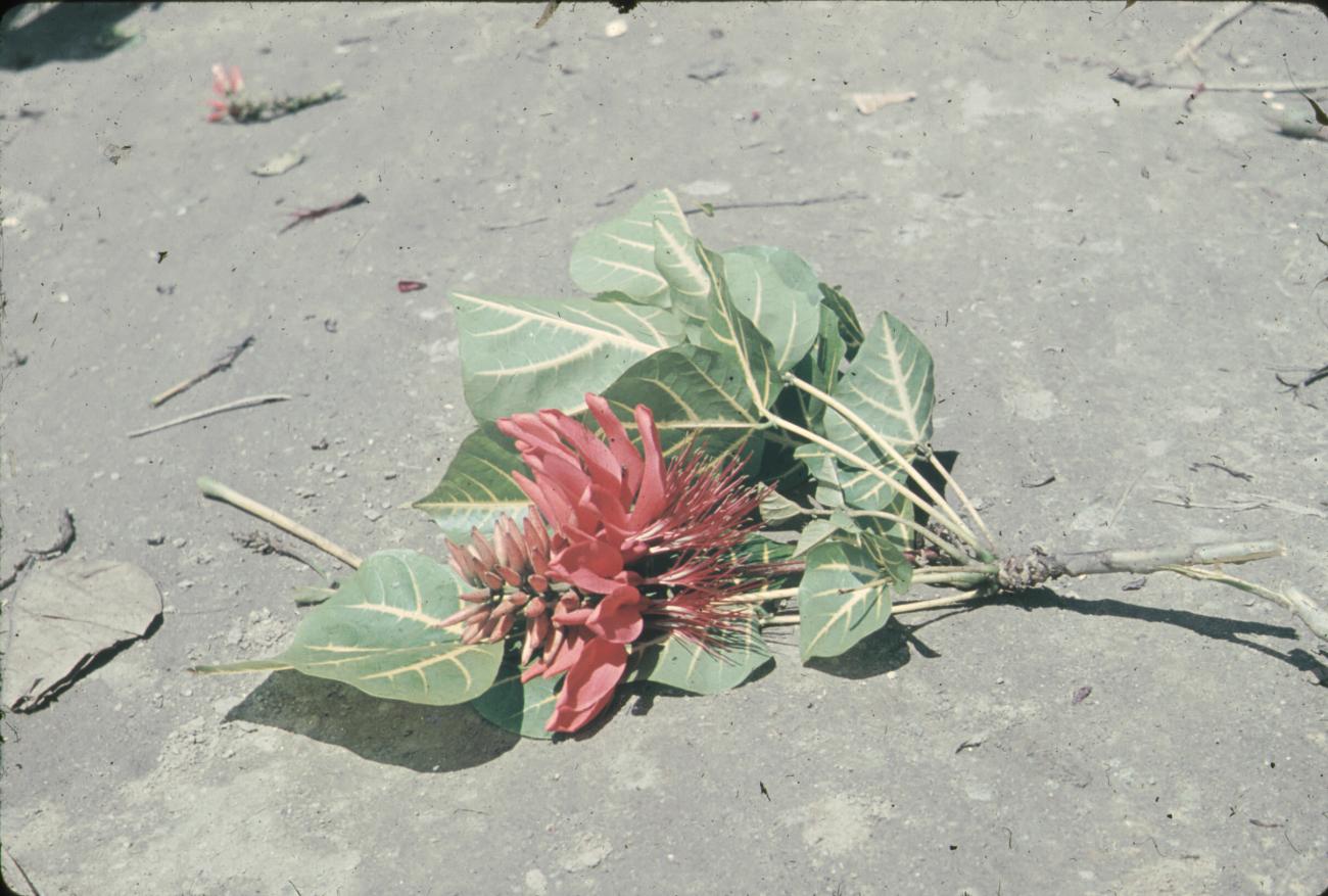 BD/248/216 - 
tak van boom (Poin Settia)
