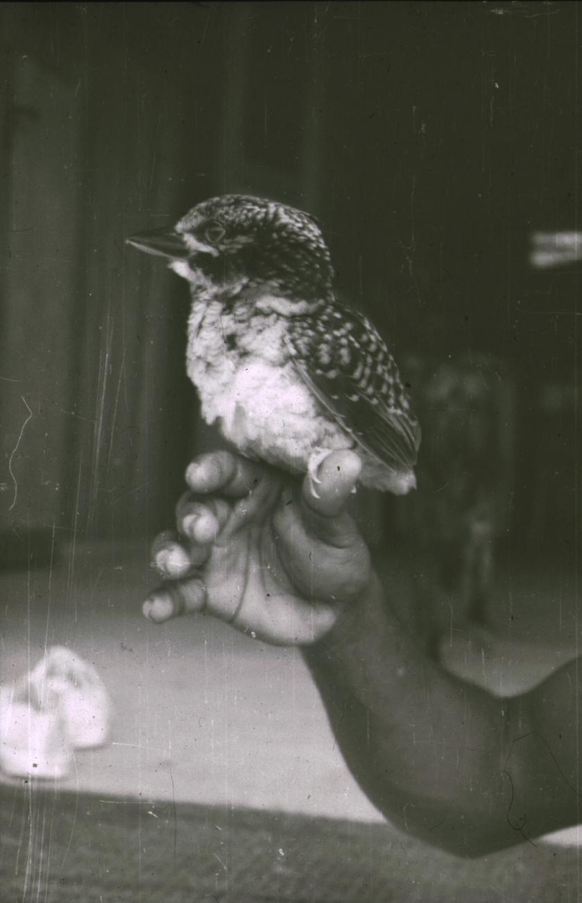 BD/309/178 -
Vogel op een kinderhand